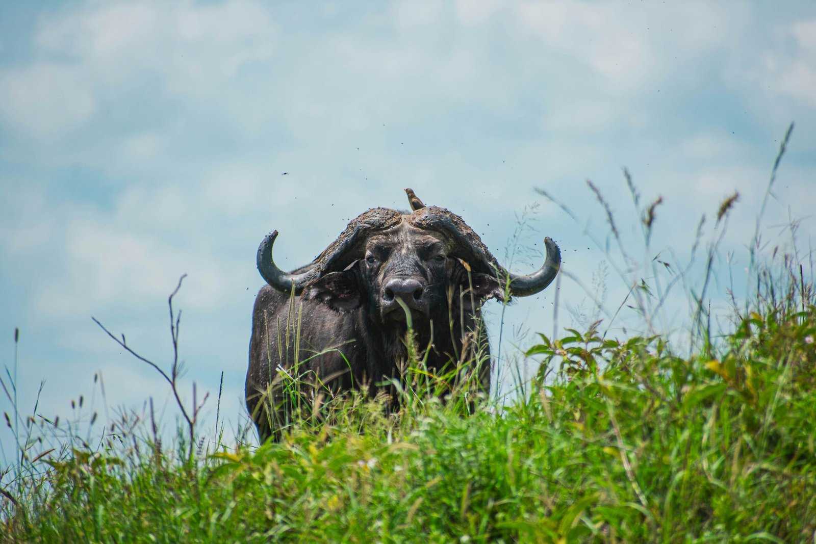 brian-kungu-WzouUzAWvhM-unsplash