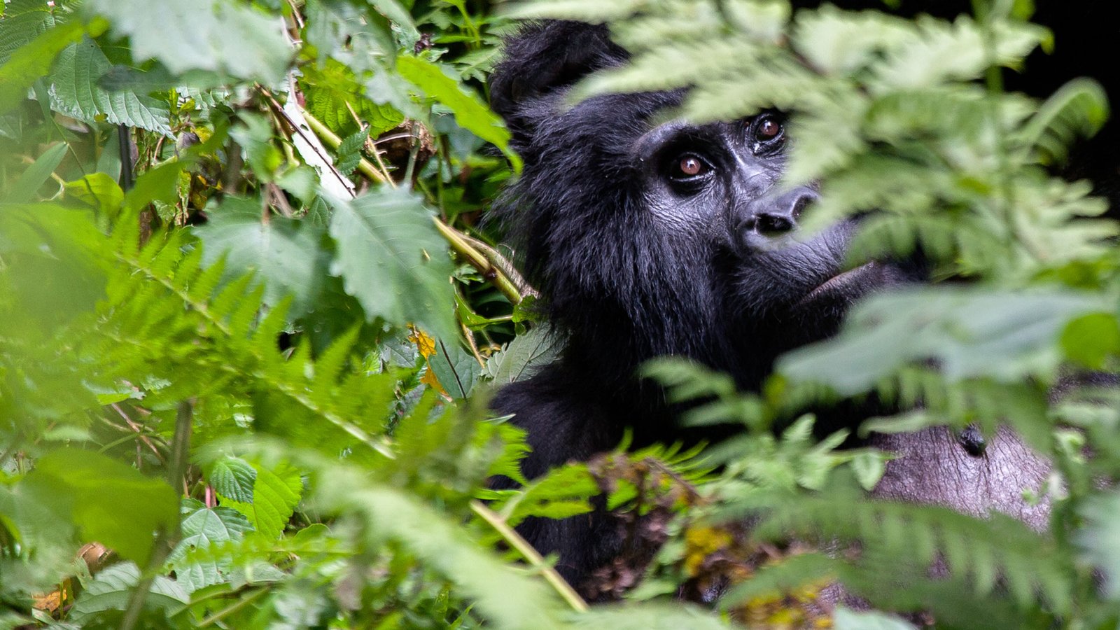 Gorilla Trails Safari Experience
