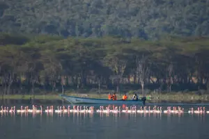 4 Days Masai Mara – Lake Nakuru Adventure Safari