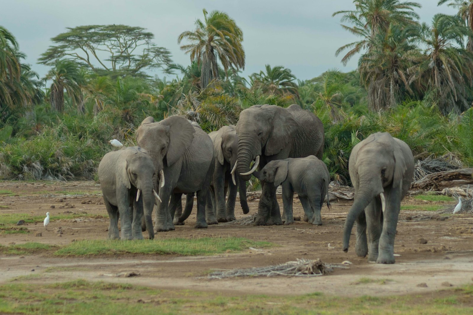 7-Day Thrilling Adventure Safari on a Budget