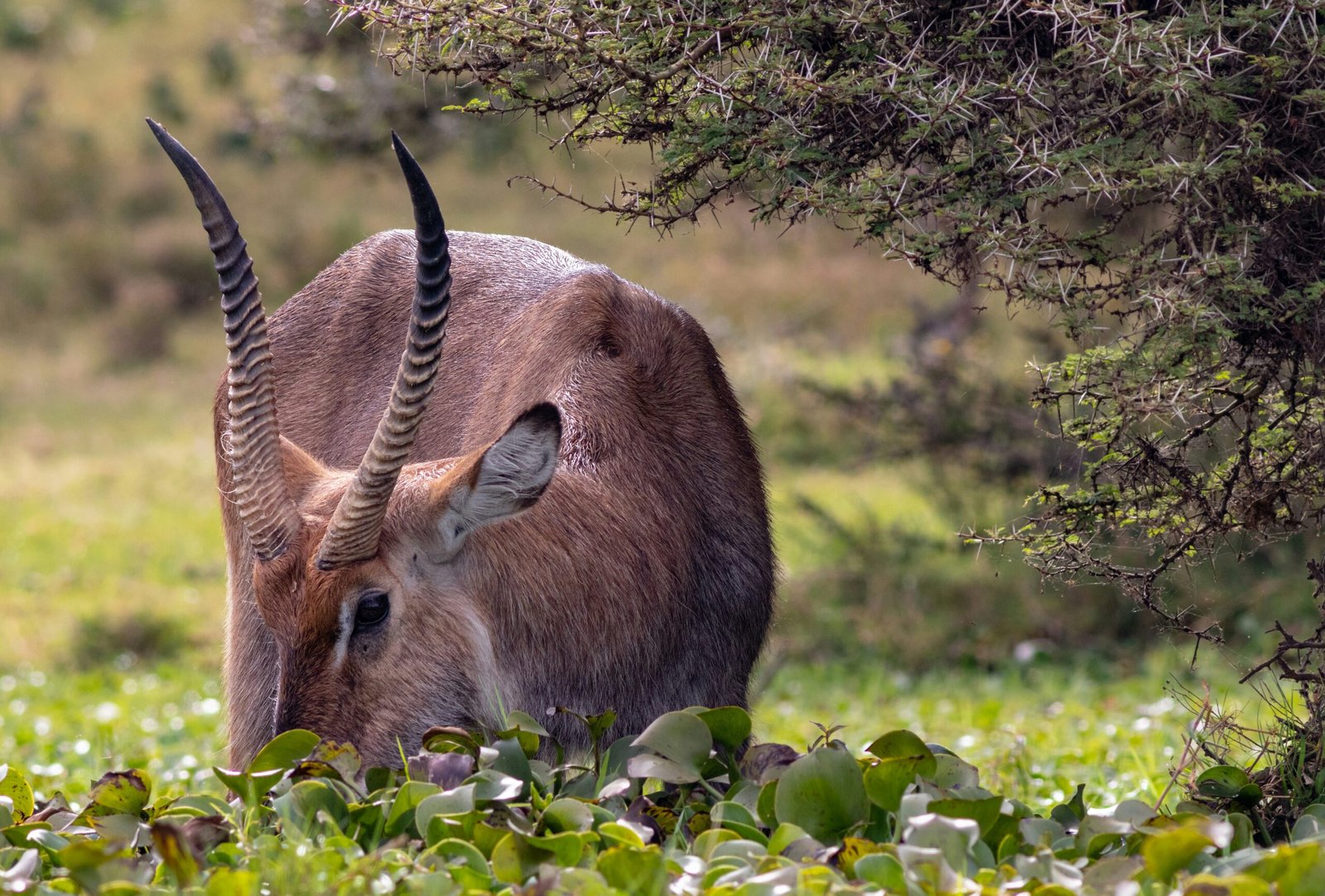 5 Day Amboseli Naivasha Mara Safari