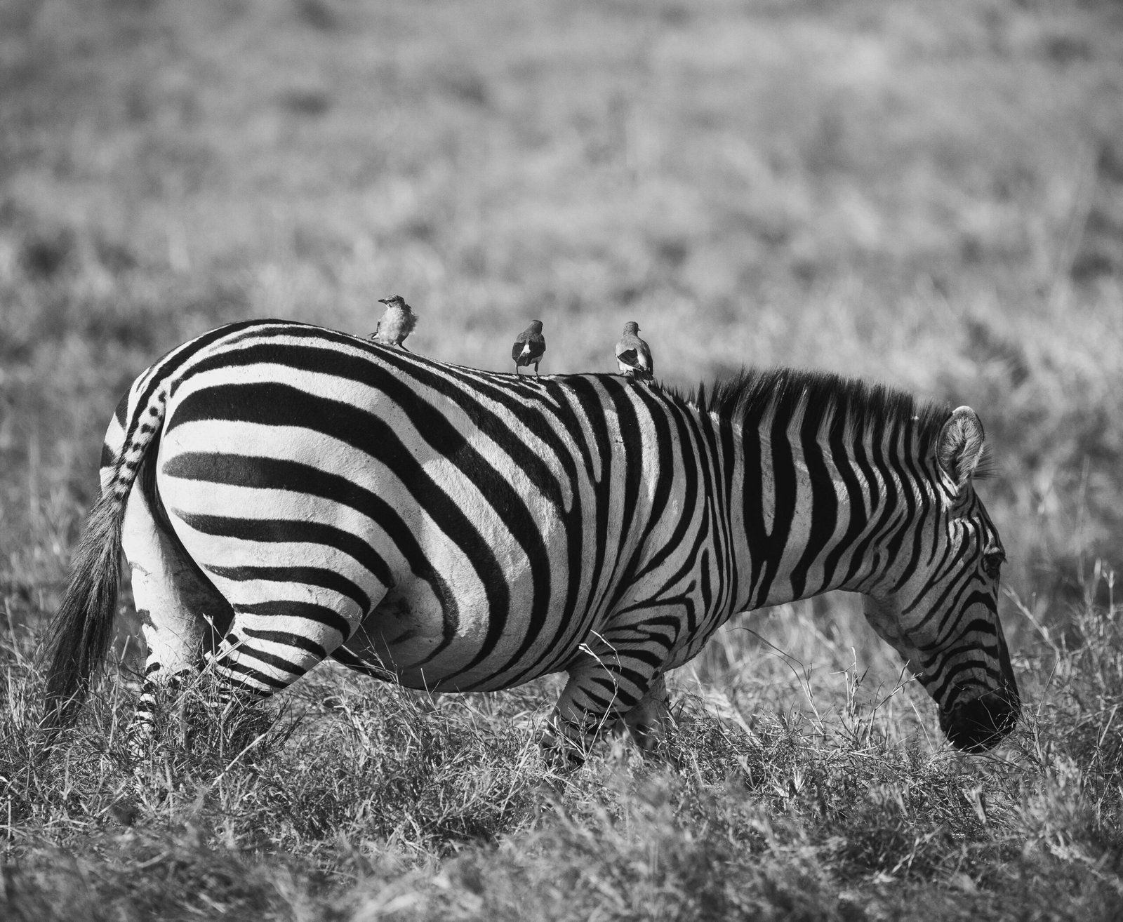 3-Day Luxury Safari in Kenya