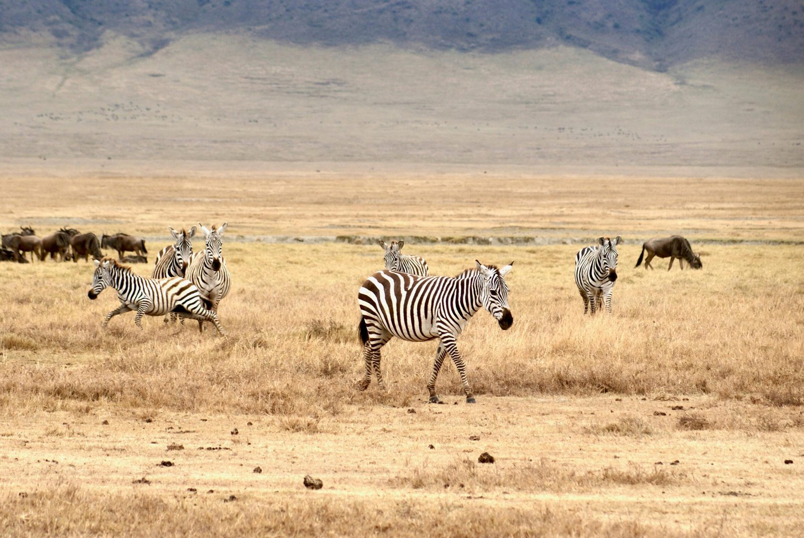 The Grand Tanzania Safari Experience