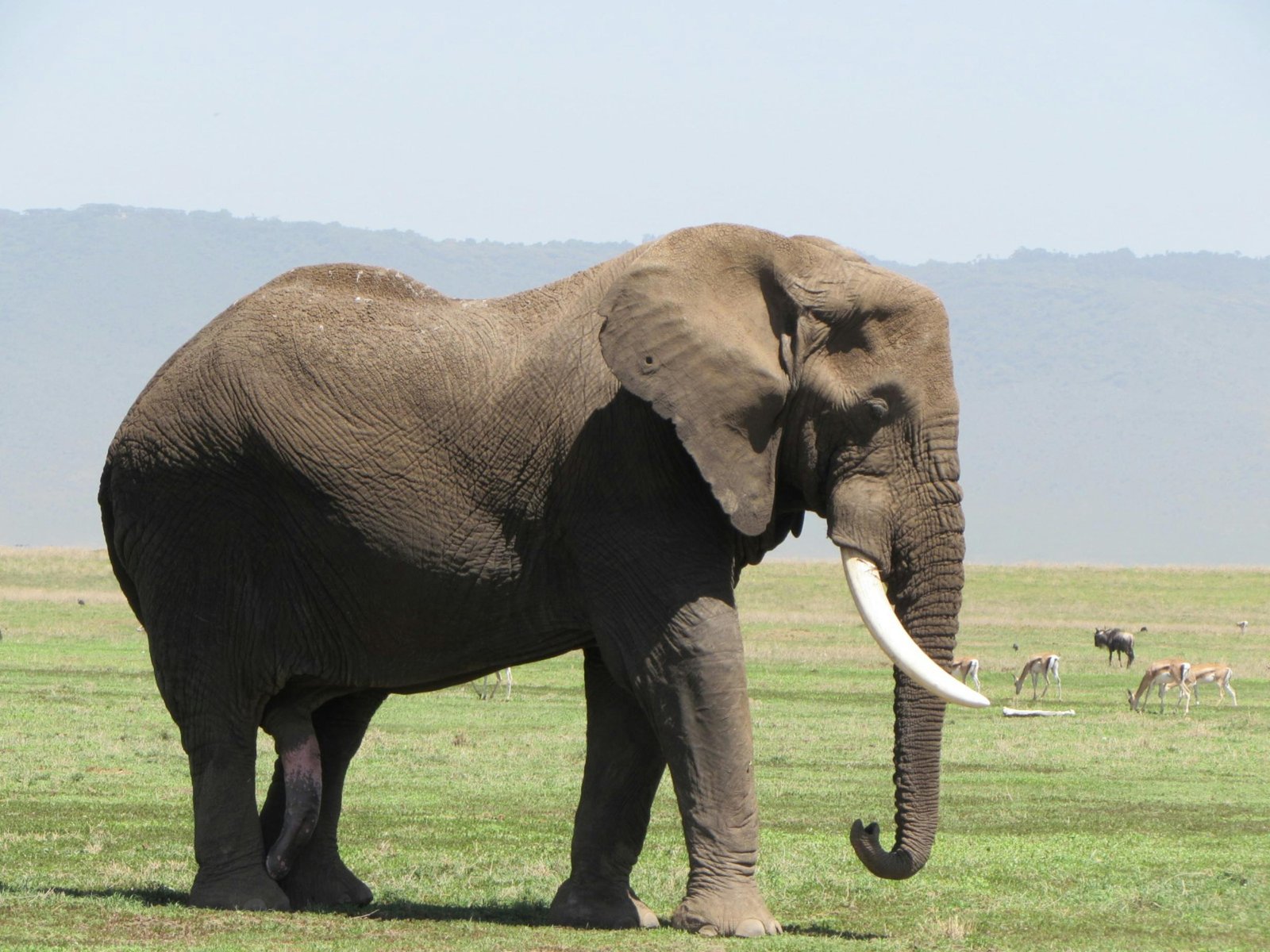 East African Splendour