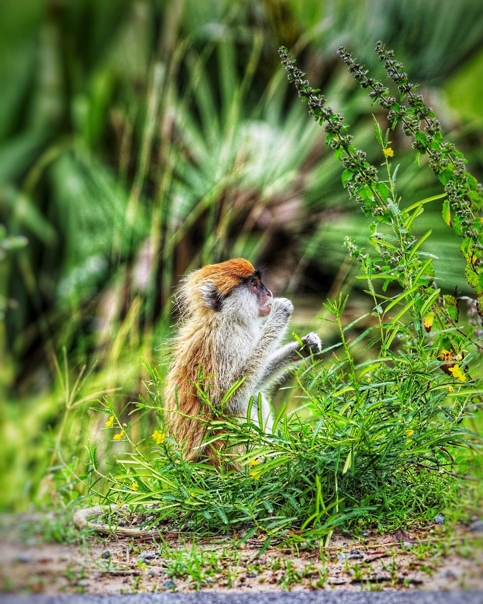 Uganda’s Wild Primates Safari