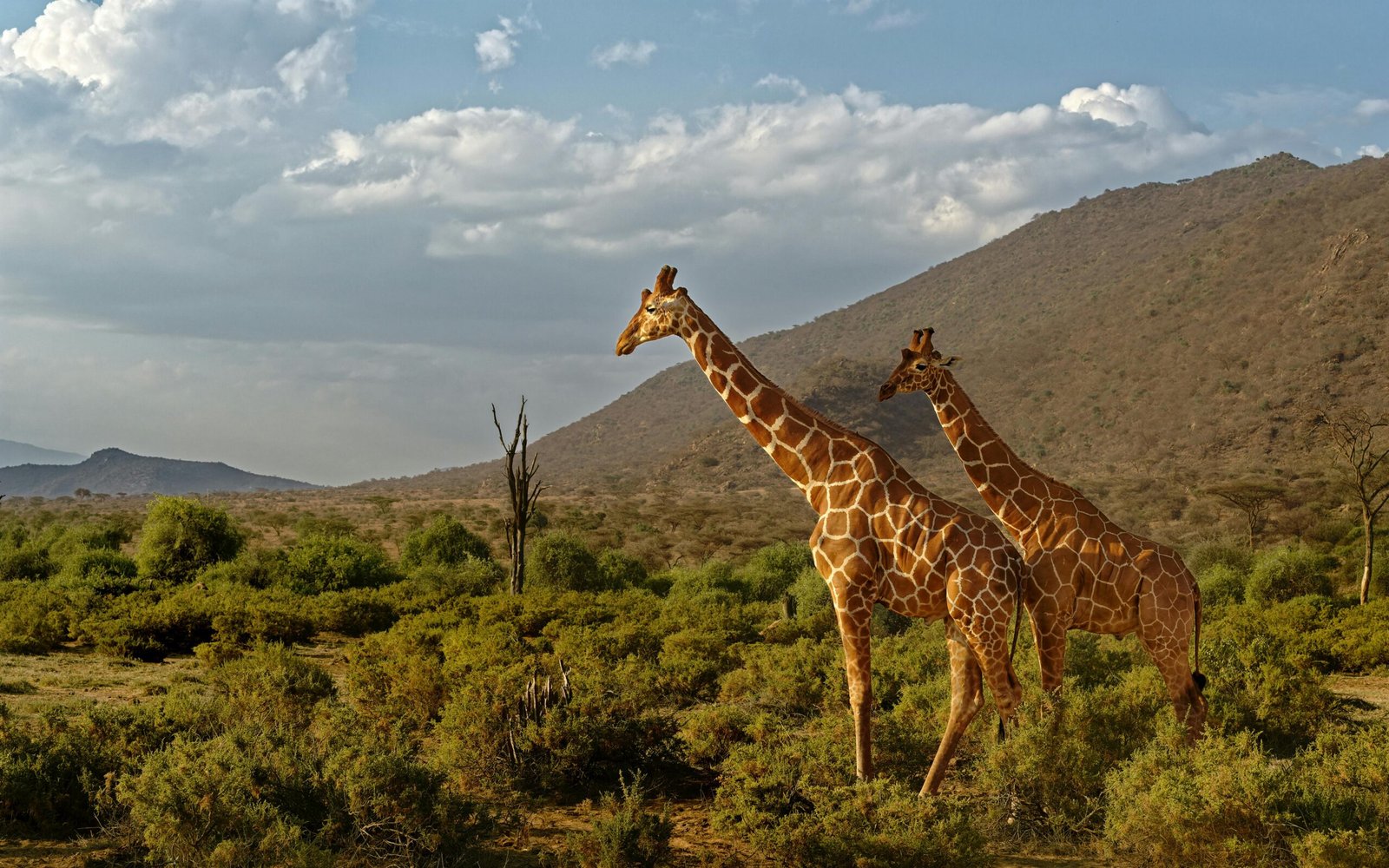 6 days Kenya: Samburu and more