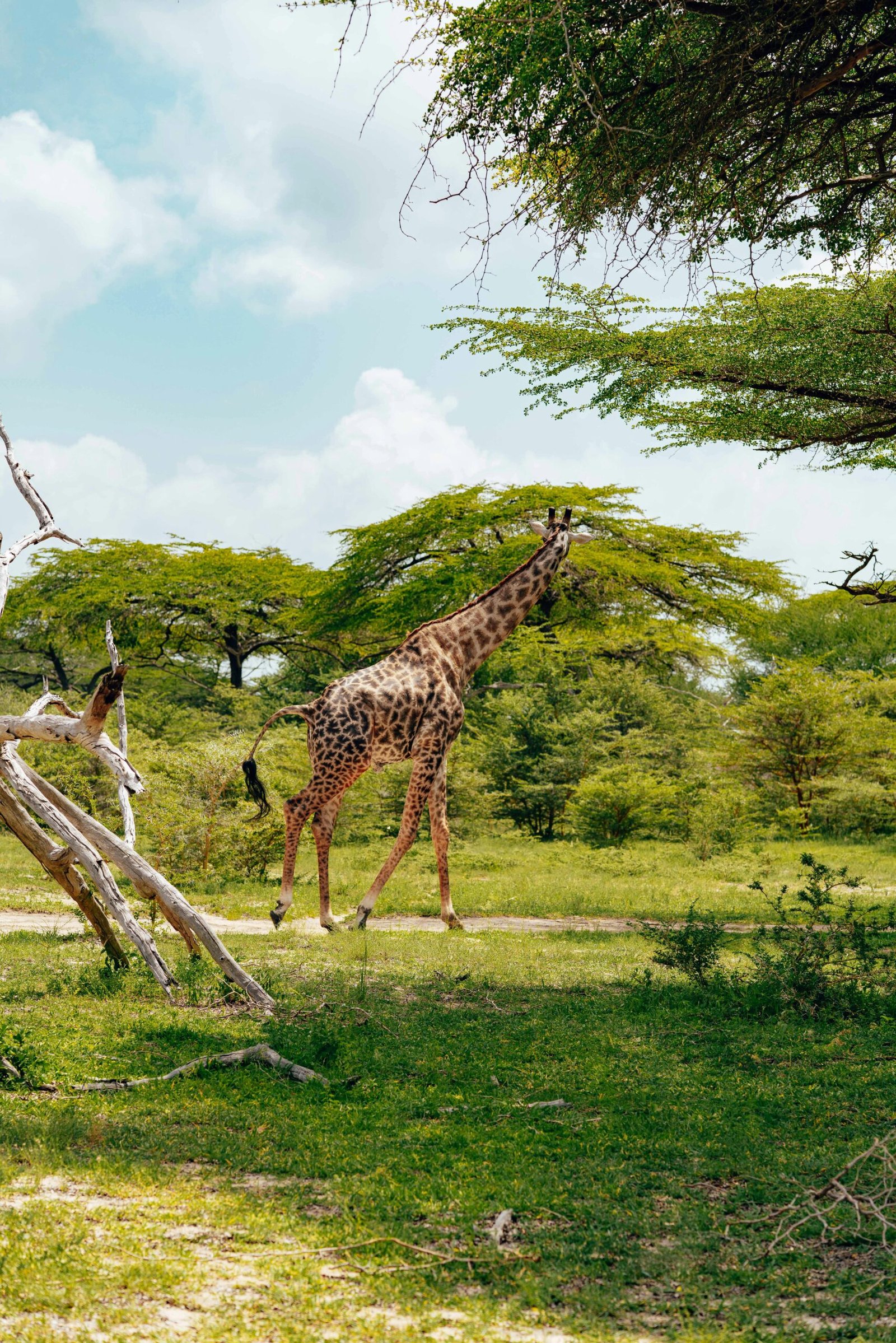 Your Dream Safari Through Tanzania