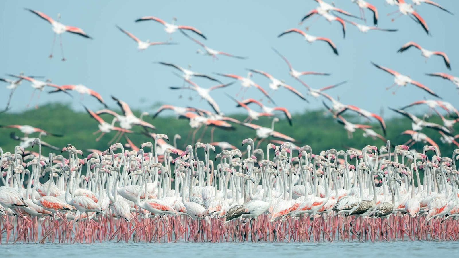 5-Day Naivasha, Lake Nakuru and Masai Mara Safari