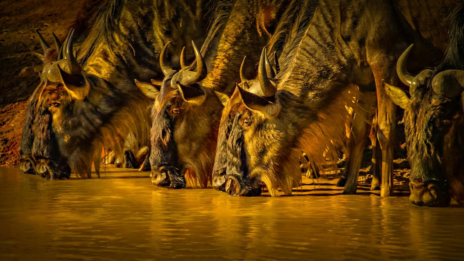 The Great Migration Safari