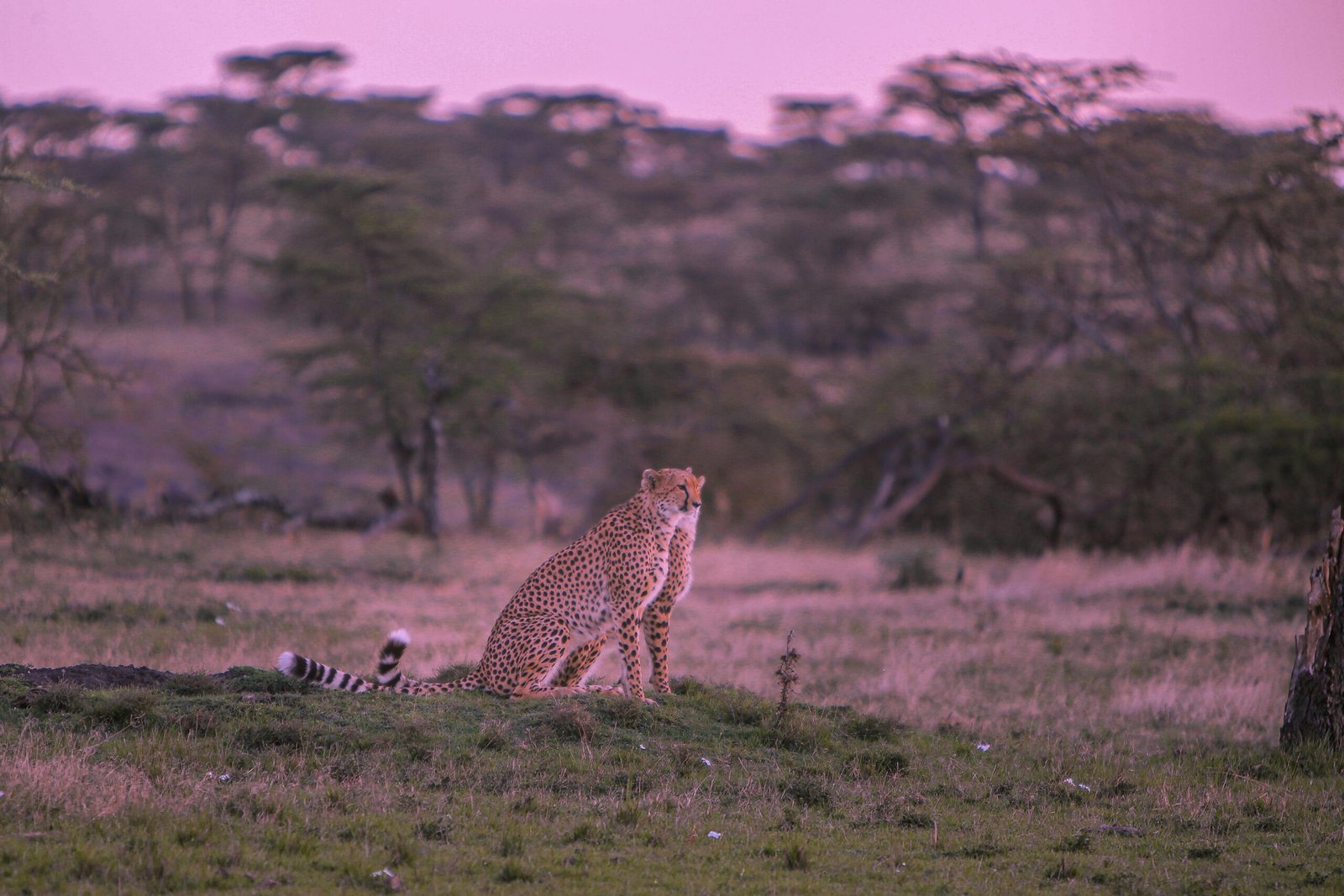 4 DAYS KENYA: MASAI MARA EXPLORATION