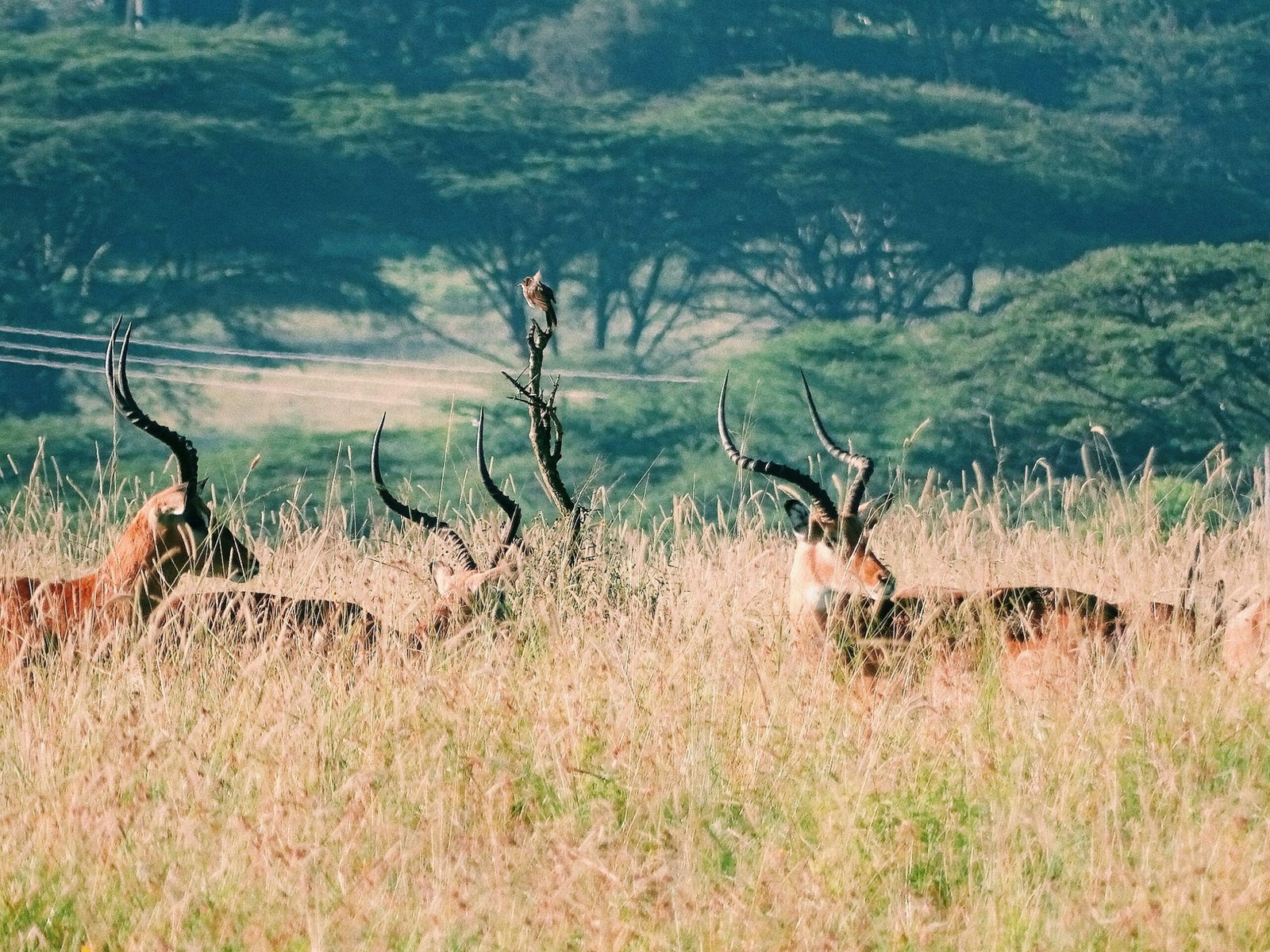 7-Day Amboseli, Naivasha, Hells Gate, Nakuru, Masai Mara