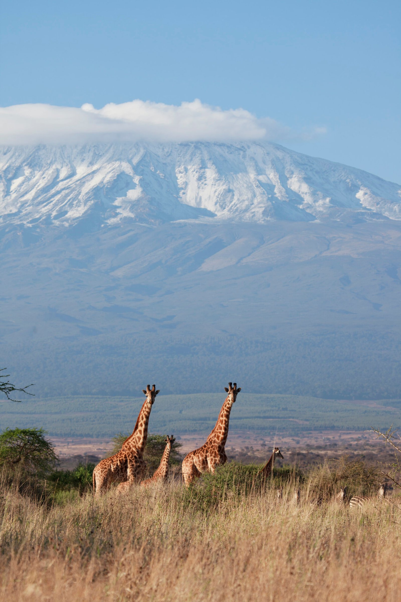 satao-eleraiamboseli-park-feature-scaled-1